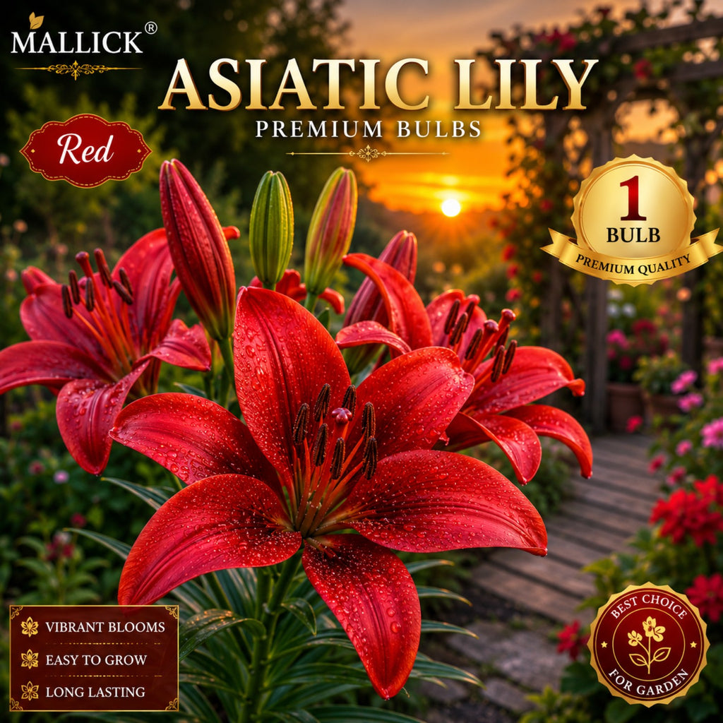 🌸 Premium 5 Colour Asiatic Lily Bulbs Combo Pack Online | Mallick Agro Store