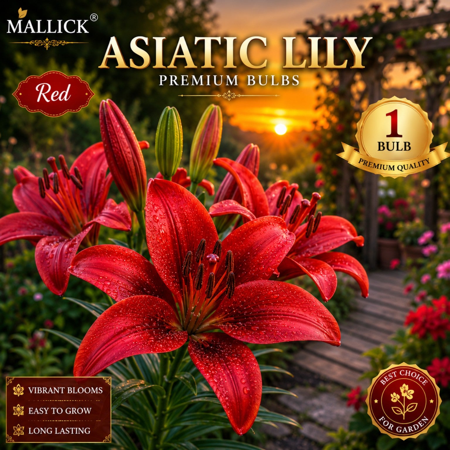 🌸 Premium 5 Colour Asiatic Lily Bulbs Combo Pack Online | Mallick Agro Store