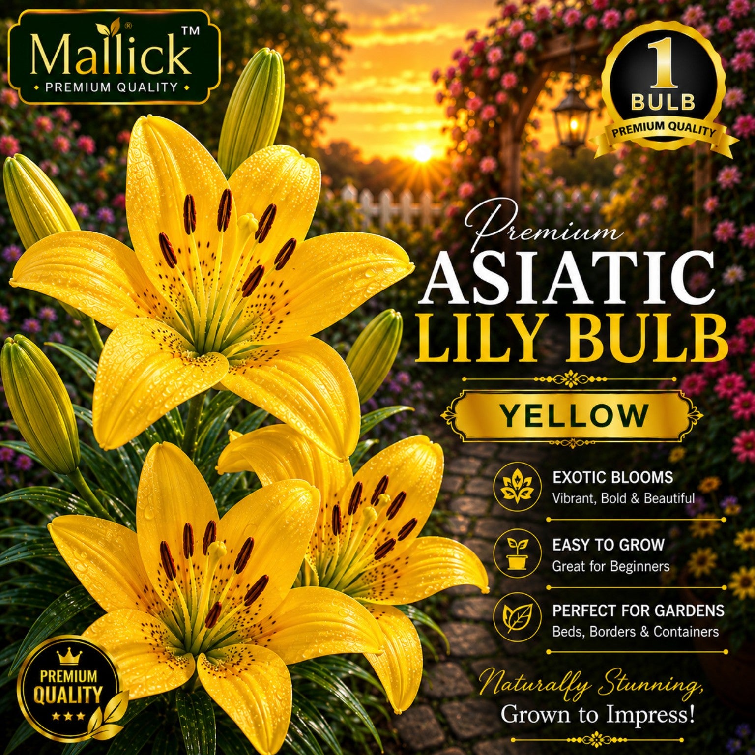 🌸 Premium 5 Colour Asiatic Lily Bulbs Combo Pack Online | Mallick Agro Store