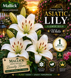 🌸 Premium 5 Colour Asiatic Lily Bulbs Combo Pack Online | Mallick Agro Store