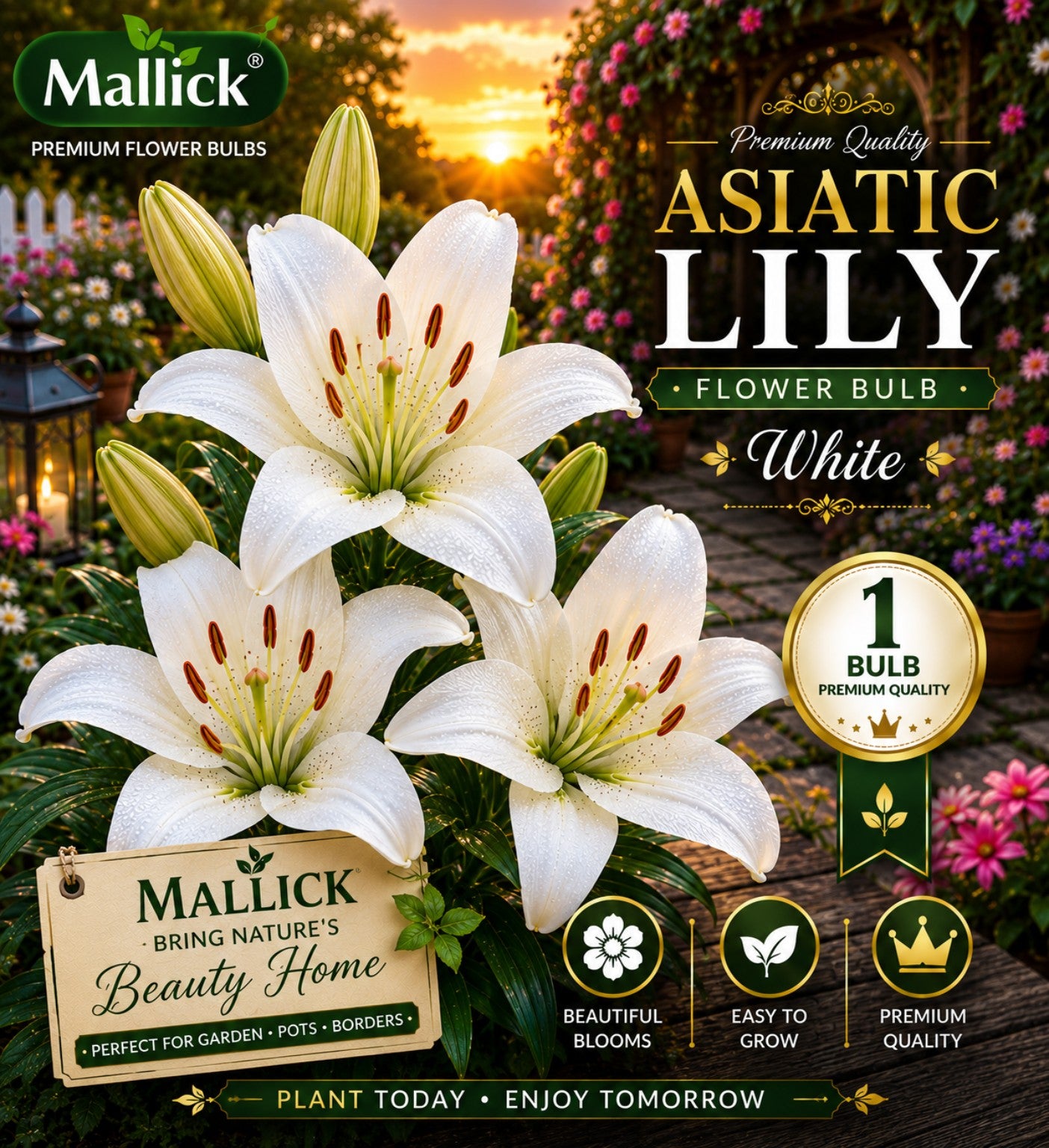 🌸 Premium 5 Colour Asiatic Lily Bulbs Combo Pack Online | Mallick Agro Store