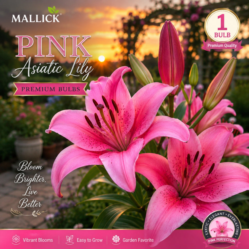 🌸 Premium 5 Colour Asiatic Lily Bulbs Combo Pack Online | Mallick Agro Store