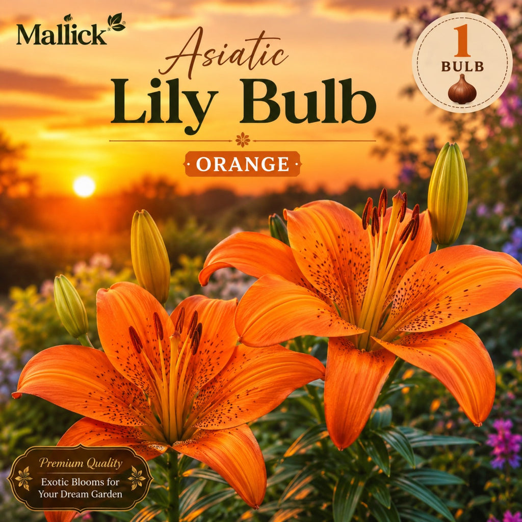 🌸 Premium 5 Colour Asiatic Lily Bulbs Combo Pack Online | Mallick Agro Store
