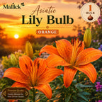🌸 Premium 5 Colour Asiatic Lily Bulbs Combo Pack Online | Mallick Agro Store