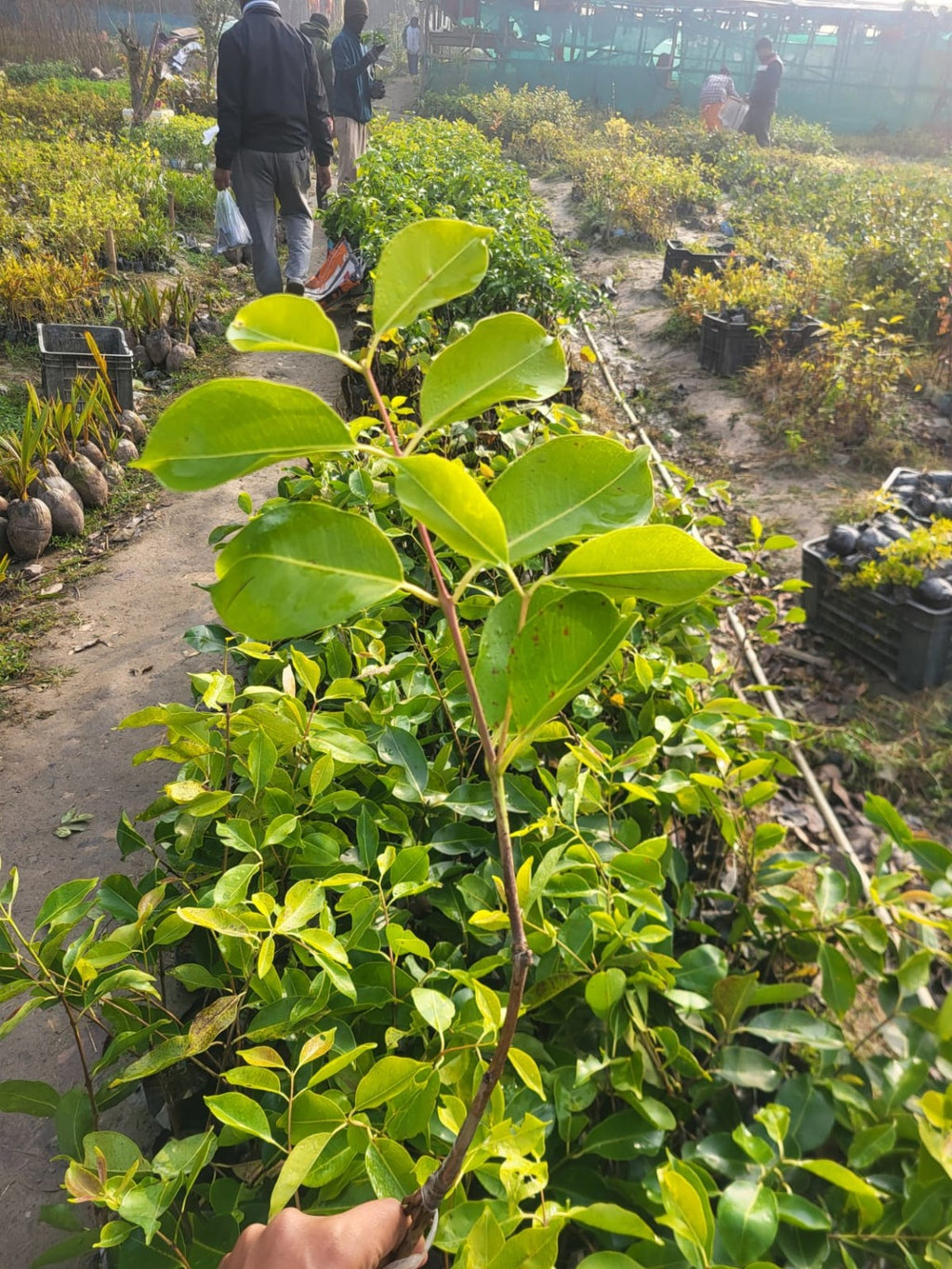 Hybrid Grafted Black Jamun Fruit Plant | Premium High Yield Fruiting Variety | Live Healthy Sapling 🌱🍇