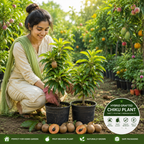 🌱 Premium Hybrid Grafted Chiku Plant | Early Fruiting Sweet Sapodilla Tree | Live Healthy Fruit Plant for Home Garden 🌱