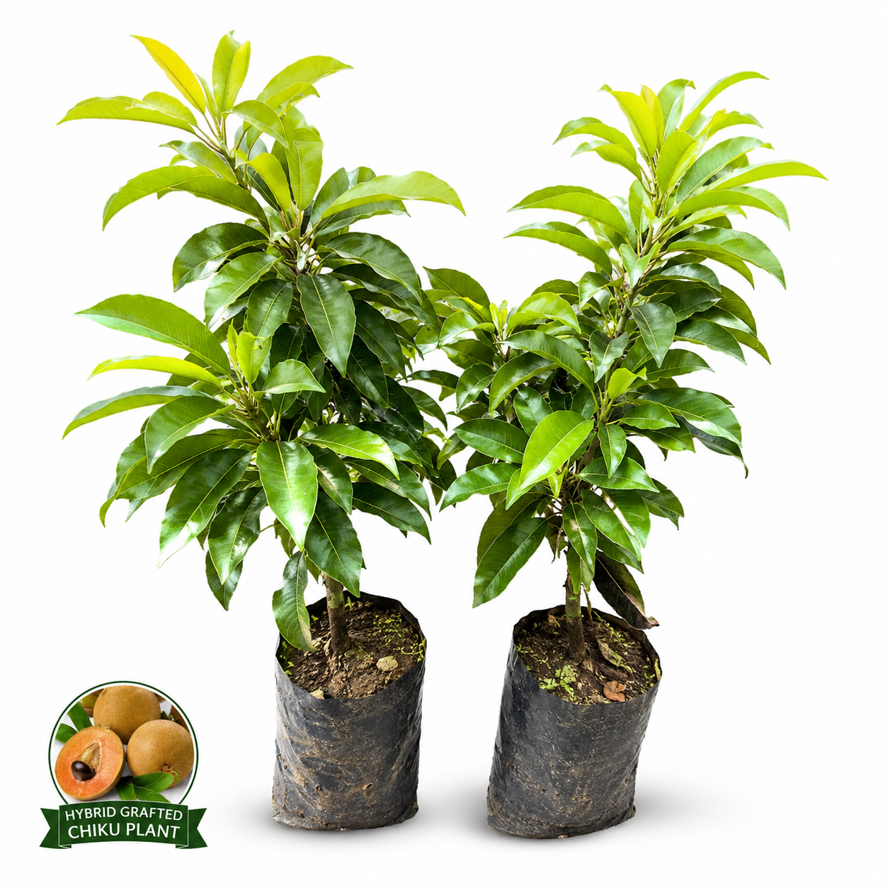 🌱 Premium Hybrid Grafted Chiku Plant | Early Fruiting Sweet Sapodilla Tree | Live Healthy Fruit Plant for Home Garden 🌱