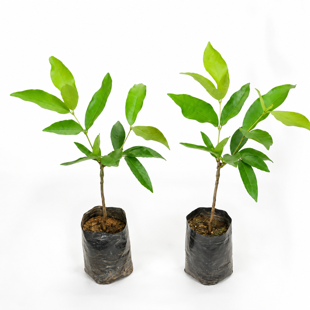 Premium Hybrid White Java Apple Live Fruit Plant (Combo Pack - 2) | Rare Sweet Wax Apple Tree | Fast Growing Exotic Variety