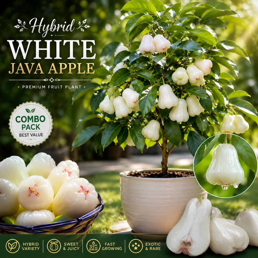 Premium Hybrid White Java Apple Live Fruit Plant (Combo Pack - 2) | Rare Sweet Wax Apple Tree | Fast Growing Exotic Variety