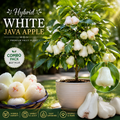 Premium Hybrid White Java Apple Live Fruit Plant (Combo Pack - 2) | Rare Sweet Wax Apple Tree | Fast Growing Exotic Variety