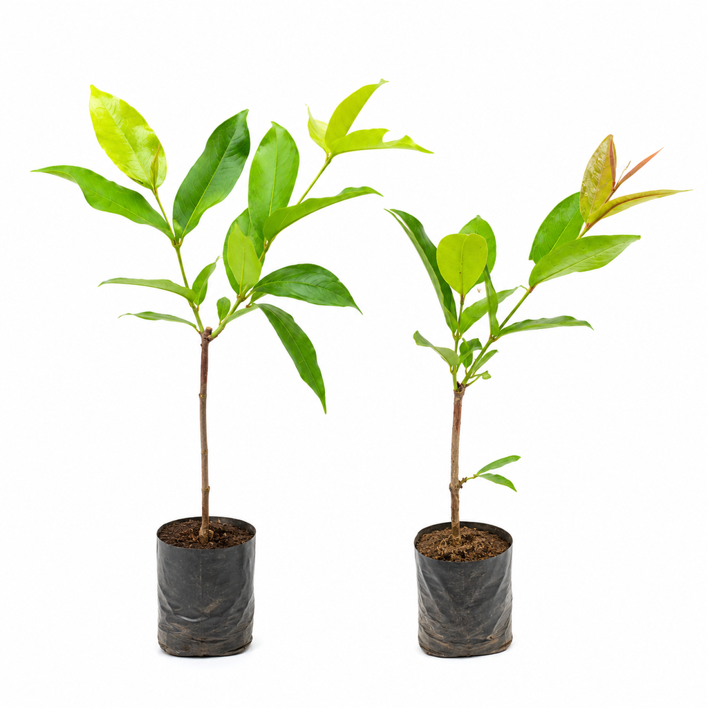 Premium Hybrid Red Java Apple Live Plant (Syzygium samarangense) – High Yield Exotic Fruit Tree | Grafted Nursery Plant