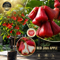 Premium Hybrid Red Java Apple Live Plant (Syzygium samarangense) – High Yield Exotic Fruit Tree | Grafted Nursery Plant