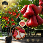 Premium Hybrid Red Java Apple Live Plant (Syzygium samarangense) – High Yield Exotic Fruit Tree | Grafted Nursery Plant