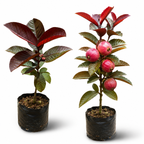 🍎 Premium Hybrid Grafted Red Guava Live Fruit Plant Combo Pack (1+1) | Sweet Red Flesh Variety | Fast Fruiting | Home Garden Special