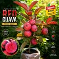 🍎 Premium Hybrid Grafted Red Guava Live Fruit Plant Combo Pack (1+1) | Sweet Red Flesh Variety | Fast Fruiting | Home Garden Special