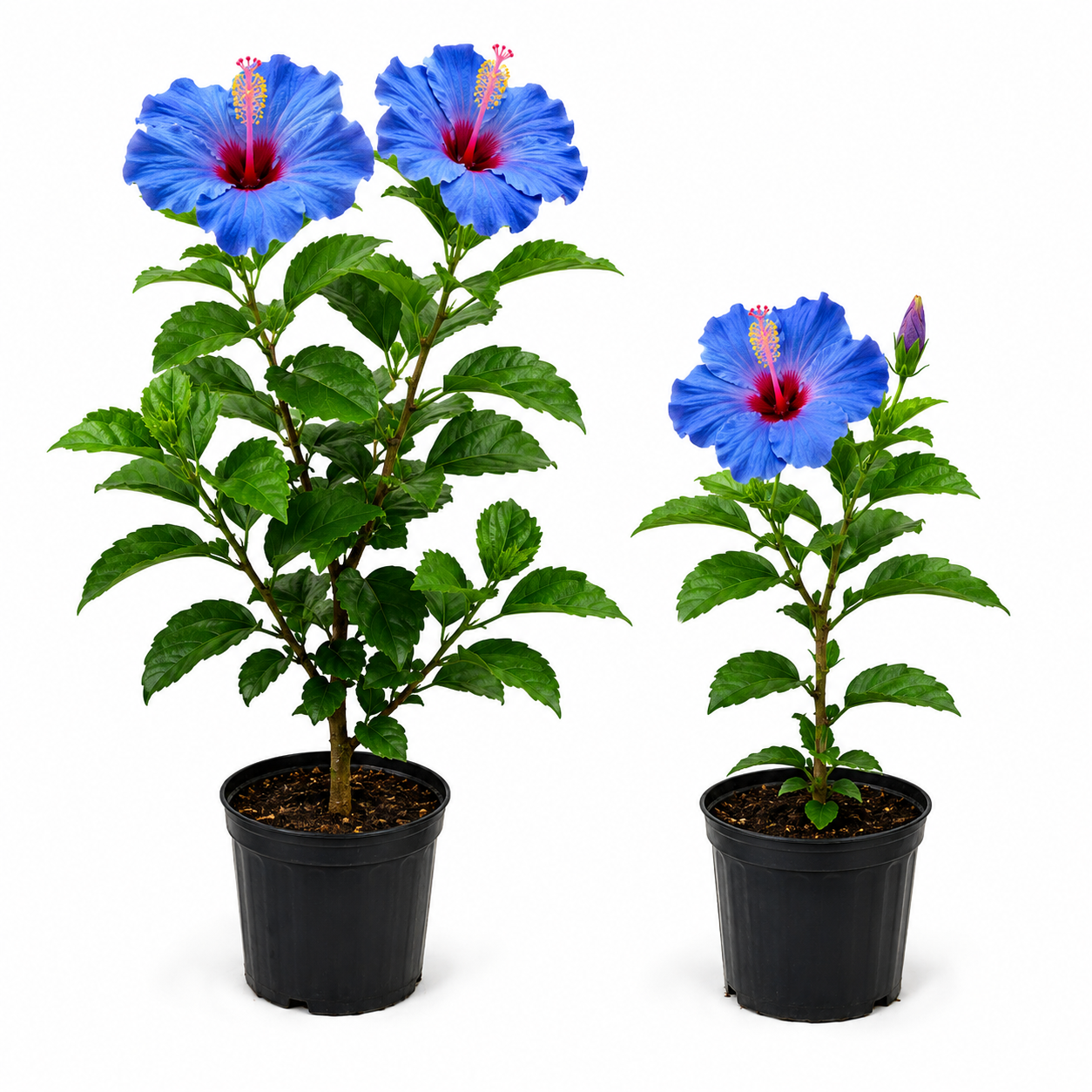 🌺 Premium Blue Hibiscus Flower Plant | Rare Exotic Blooming Live Plant | Heavy Flowering Ornamental Garden Plant 🌺