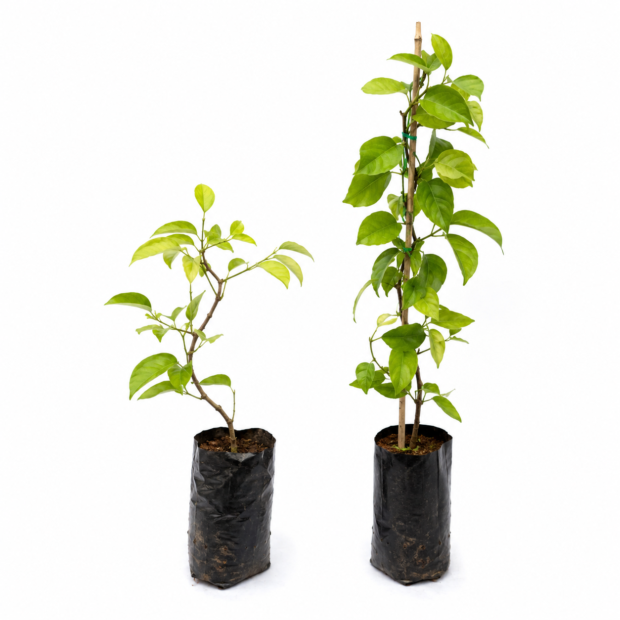 🌸 Premium Garlic Vine Flower Plant Combo Pack (2 Plants) | Fragrant Purple Blooming Climber for Garden Wall, Balcony & Fence Decoration 🌸