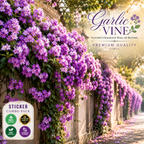 🌸 Premium Garlic Vine Flower Plant Combo Pack (2 Plants) | Fragrant Purple Blooming Climber for Garden Wall, Balcony & Fence Decoration 🌸