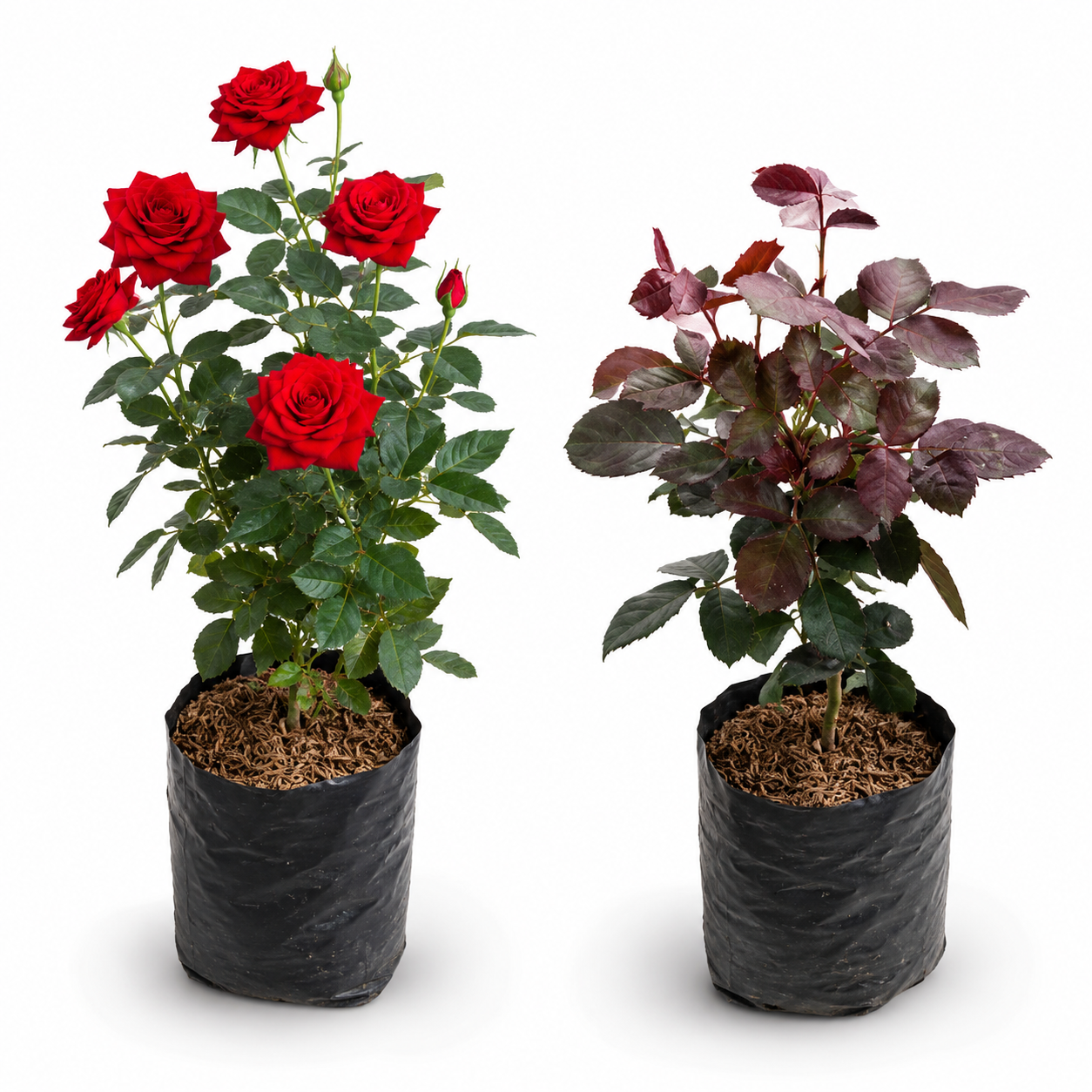 Premium Red Rose Flower Plant Combo Pack (1+1) | Live Healthy Blooming Rose Plants for Home Garden 🌹🌹