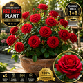 Premium Red Rose Flower Plant Combo Pack (1+1) | Live Healthy Blooming Rose Plants for Home Garden 🌹🌹
