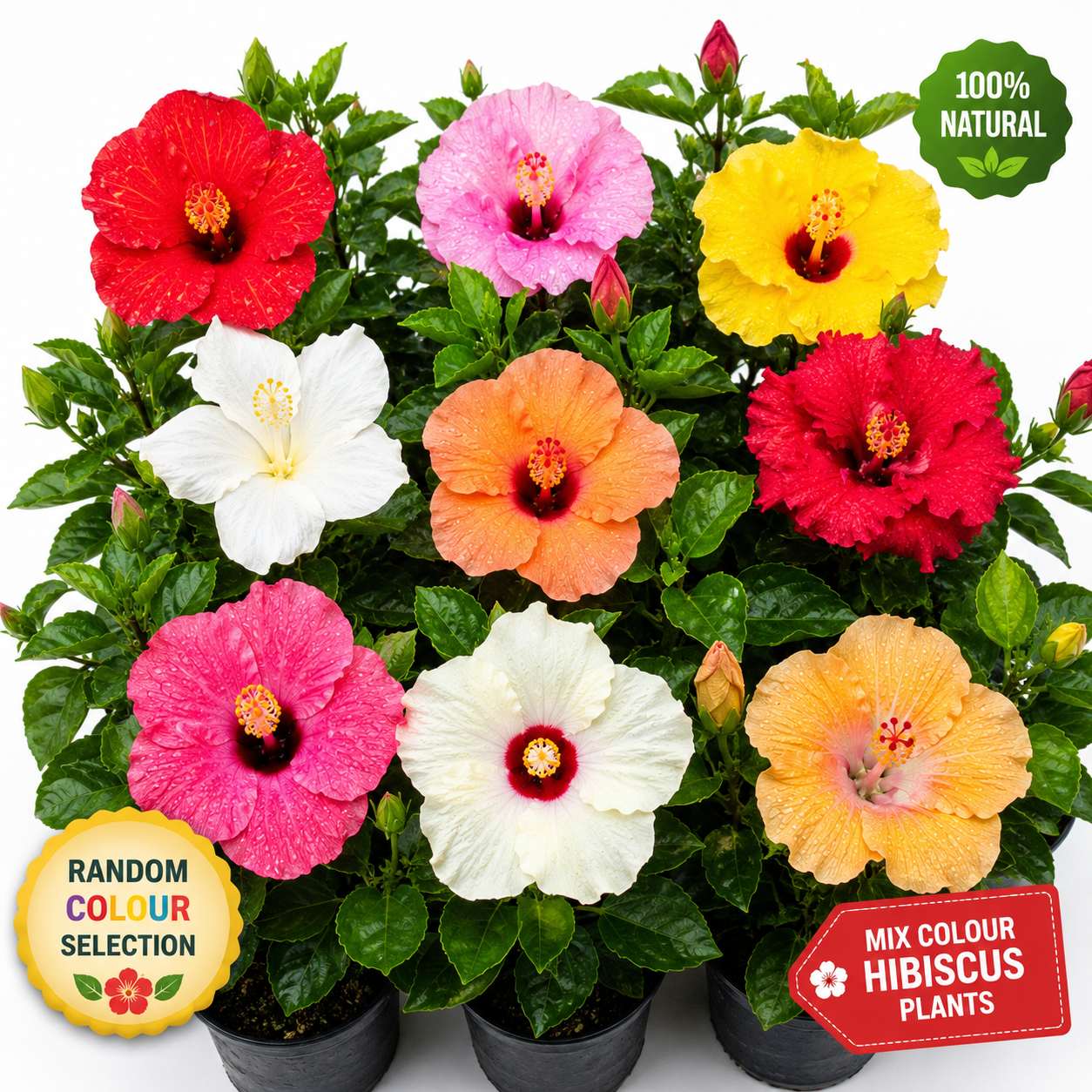 Premium Multi Colour Hibiscus Live Plants Combo Pack | 9 Random Colour Flowering Hibiscus Plants | Healthy Nursery-Grown Garden Collection 🌺🌺🌺