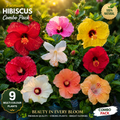 Premium Multi Colour Hibiscus Live Plants Combo Pack | 9 Random Colour Flowering Hibiscus Plants | Healthy Nursery-Grown Garden Collection 🌺🌺🌺