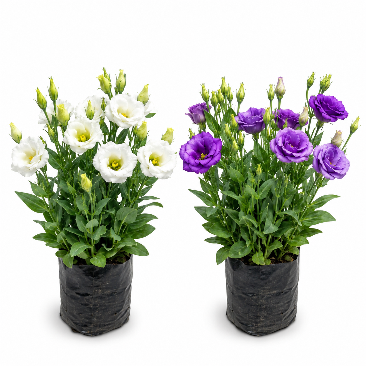 🌸 Premium Lisianthus Flower Plant Combo Pack (2 Live Plants) | White & Purple Blooming Eustoma Flowers 🌸