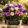 🌸 Premium Lisianthus Flower Plant Combo Pack (2 Live Plants) | White & Purple Blooming Eustoma Flowers 🌸