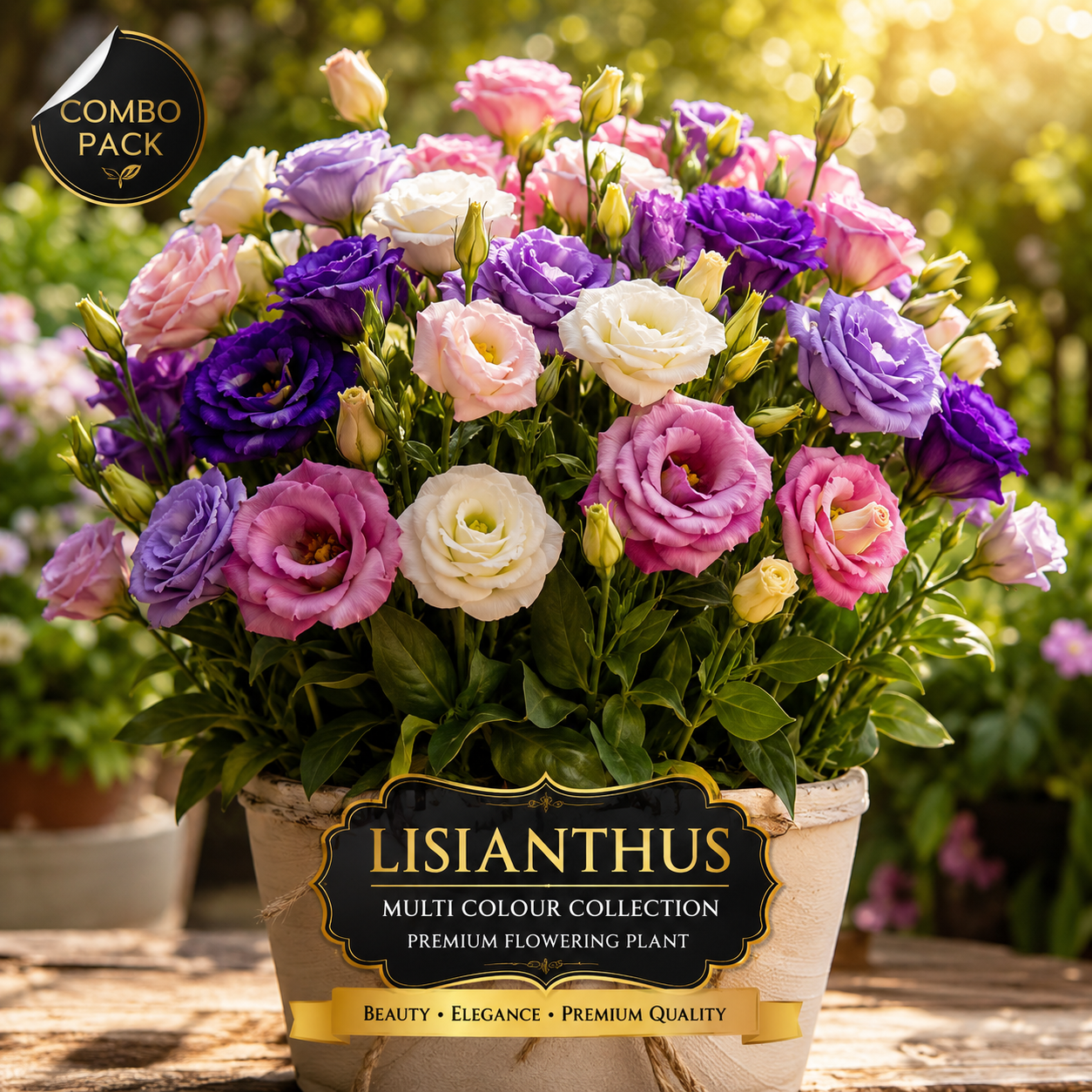 🌸 Premium Lisianthus Flower Plant Combo Pack (2 Live Plants) | White & Purple Blooming Eustoma Flowers 🌸