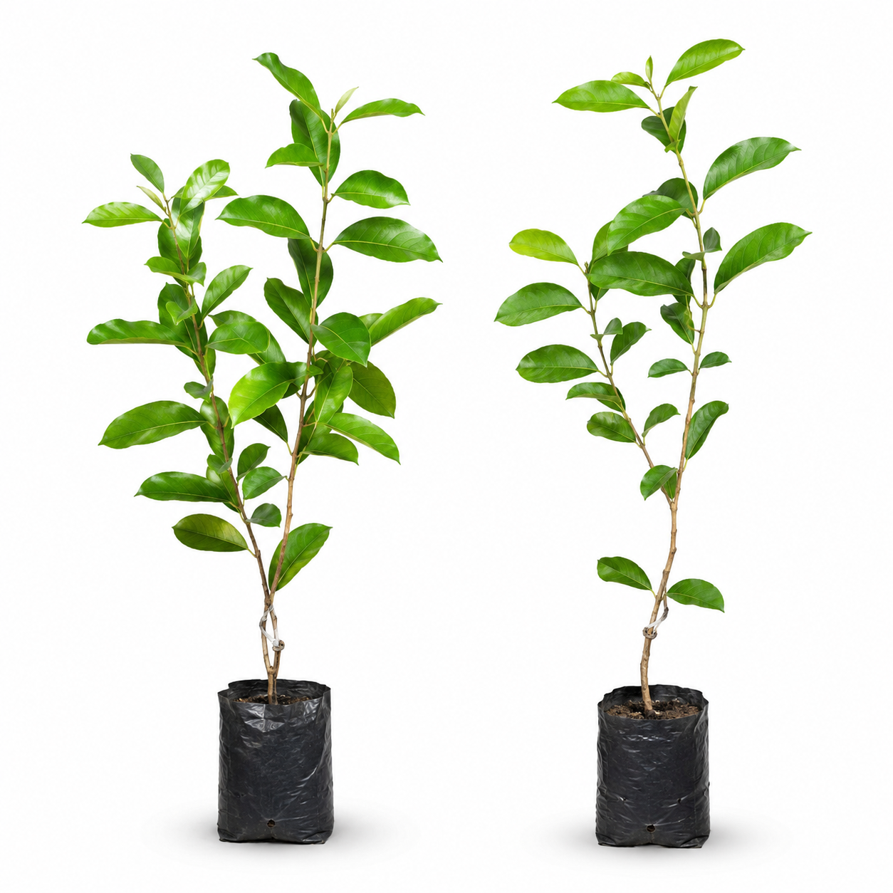 Hybrid Grafted Black Jamun Fruit Plant | Premium High Yield Fruiting Variety | Live Healthy Sapling 🌱🍇