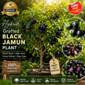 Hybrid Grafted Black Jamun Fruit Plant | Premium High Yield Fruiting Variety | Live Healthy Sapling 🌱🍇