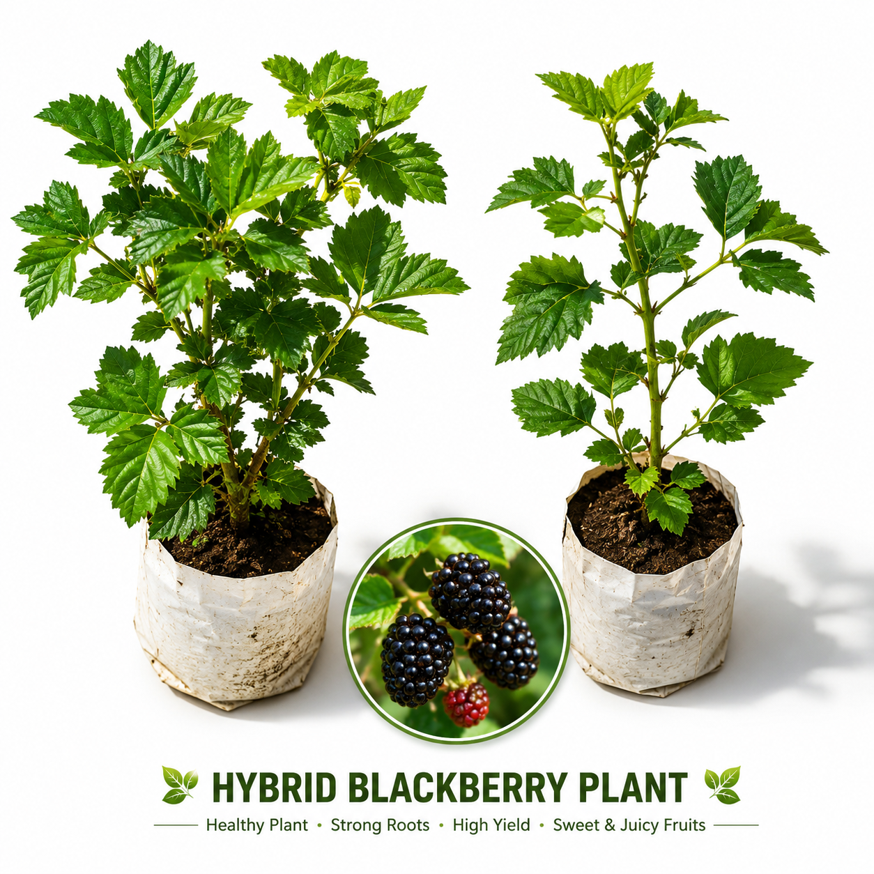 🍇 Premium Hybrid Blackberry Fruit Plant | High Yield Live Fruiting Plant 🍇