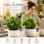 Premium Table Kamini Plant Combo Pack (2 Plants) | Indoor Bonsai Style Decorative Live Plant