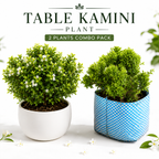 Premium Table Kamini Plant Combo Pack (2 Plants) | Indoor Bonsai Style Decorative Live Plant