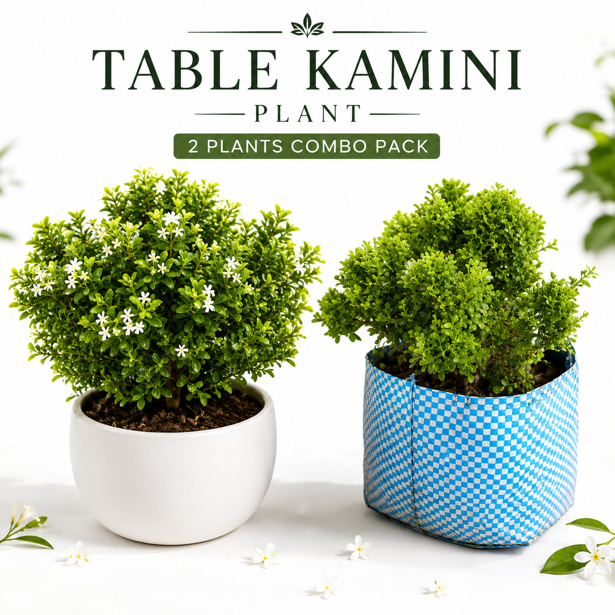 Premium Table Kamini Plant Combo Pack (2 Plants) | Indoor Bonsai Style Decorative Live Plant