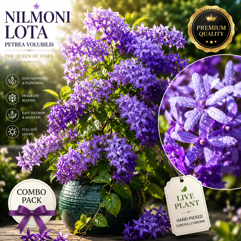 💜 Premium Nilmoni Lota (Petrea Volubilis) | Rare Purple Flowering Vine