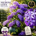 💜 Premium Nilmoni Lota (Petrea Volubilis) | Rare Purple Flowering Vine