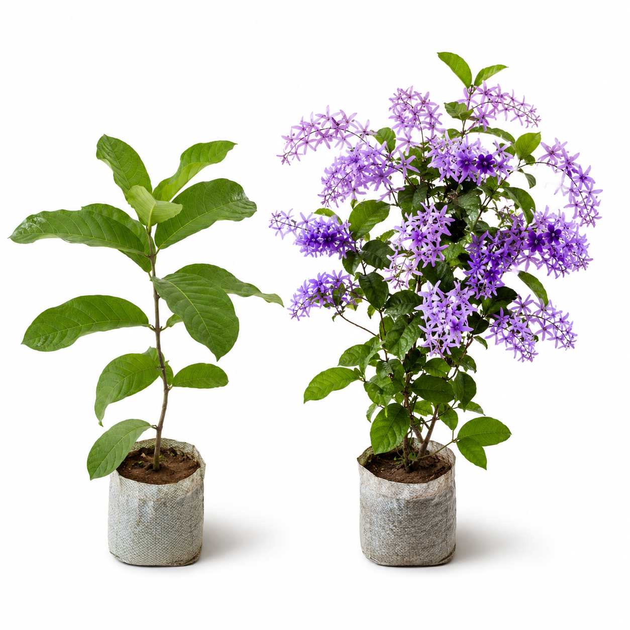 💜 Premium Nilmoni Lota (Petrea Volubilis) | Rare Purple Flowering Vine