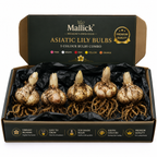🌸 Premium 5 Colour Asiatic Lily Bulbs Combo Pack Online | Mallick Agro Store