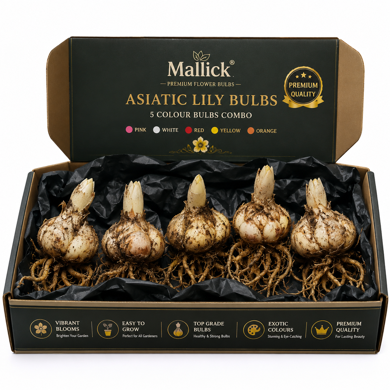 🌸 Premium 5 Colour Asiatic Lily Bulbs Combo Pack Online | Mallick Agro Store