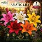 🌸 Premium 5 Colour Asiatic Lily Bulbs Combo Pack Online | Mallick Agro Store