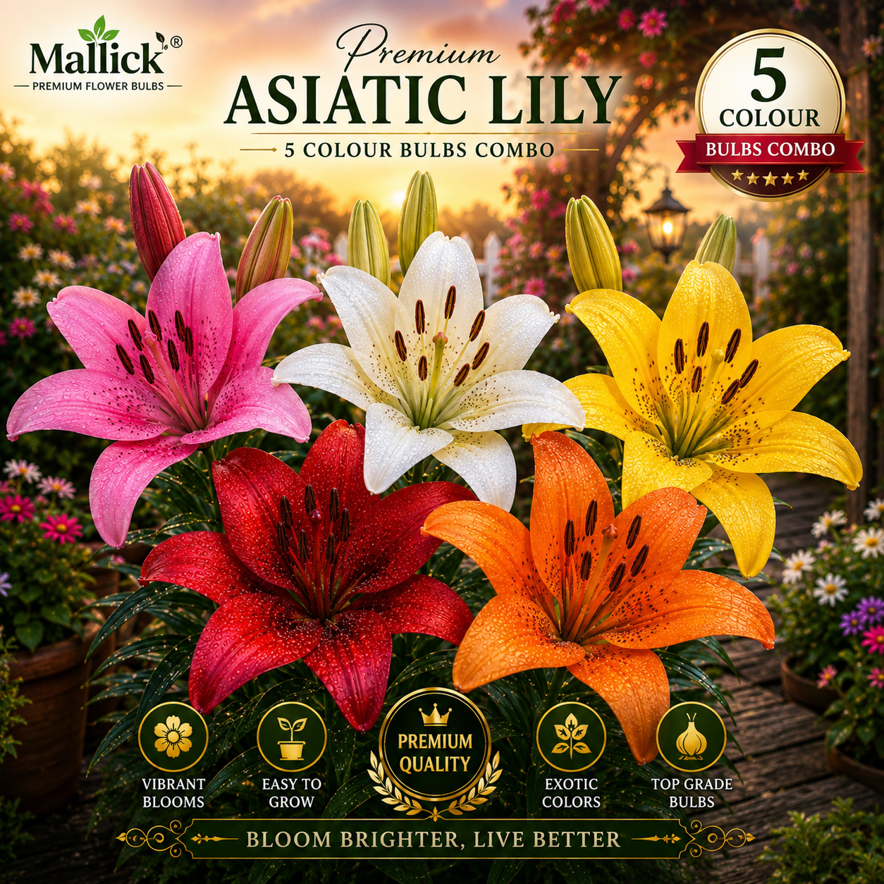 🌸 Premium 5 Colour Asiatic Lily Bulbs Combo Pack Online | Mallick Agro Store