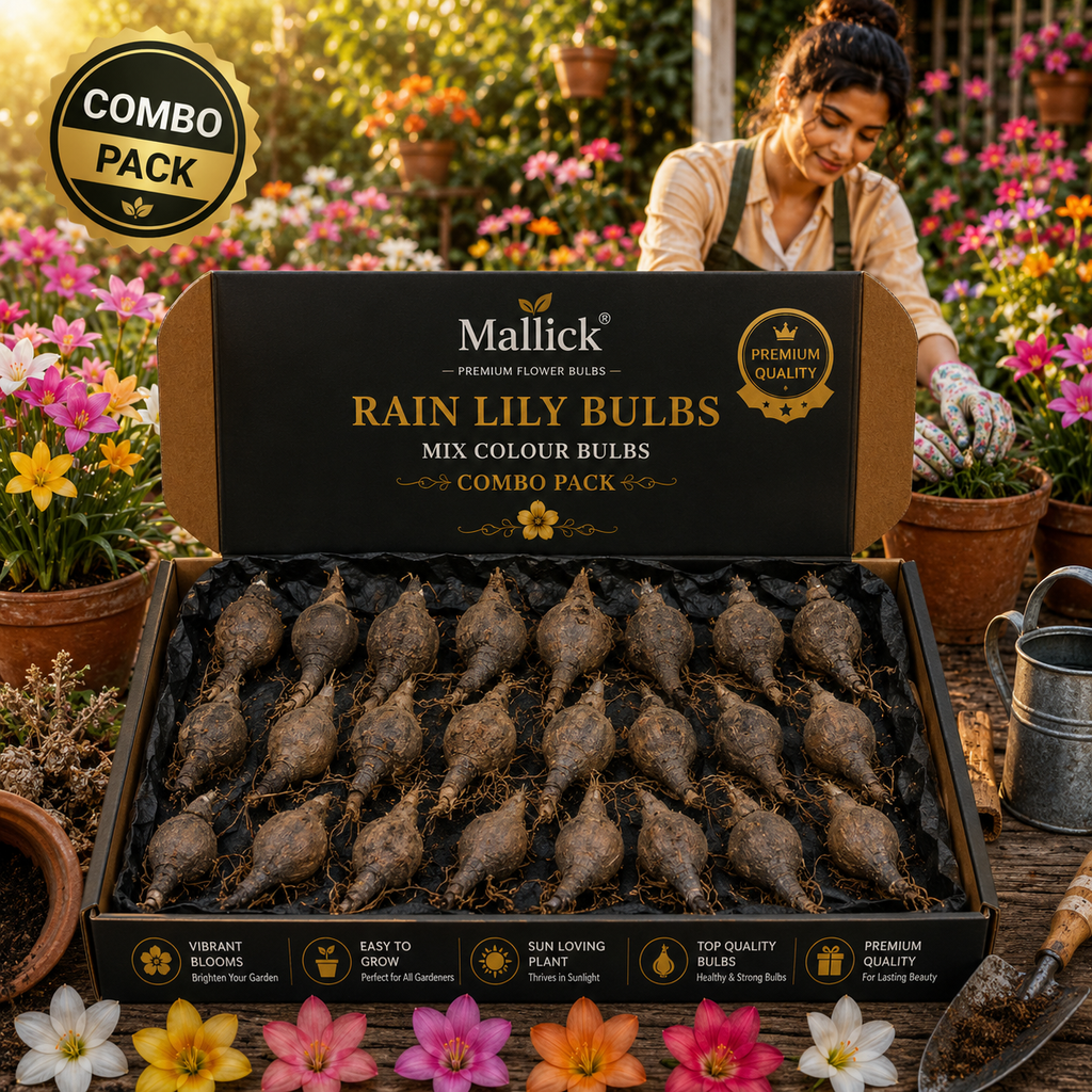 🌸 Mallick Premium Rain Lily Bulbs – Mix Colour Combo Pack  🌸