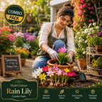 🌸 Mallick Premium Rain Lily Bulbs – Mix Colour Combo Pack  🌸