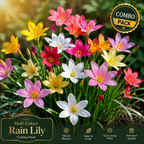 🌸 Garden Paradise Combo Pack 🌸 5 Premium Flower Bulbs Collection Rain Lily • Aztec Lily • Curcuma Lily • Crinum Lily • Multi Colour Ginger Lily