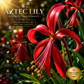 🌺 Aztec Lily Premium Bulbs – Rare Exotic Scarlet Blooms | Easy to Grow Garden Collection