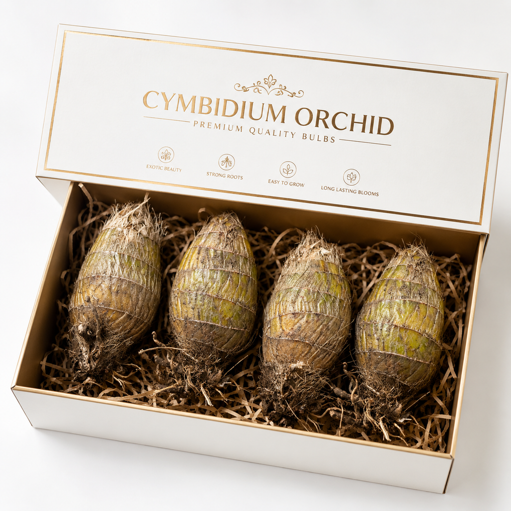Premium Cymbidium Orchid Bulbs Combo Pack | Exotic Multicolor Bloom Collection