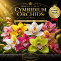 Premium Cymbidium Orchid Bulbs Combo Pack | Exotic Multicolor Bloom Collection