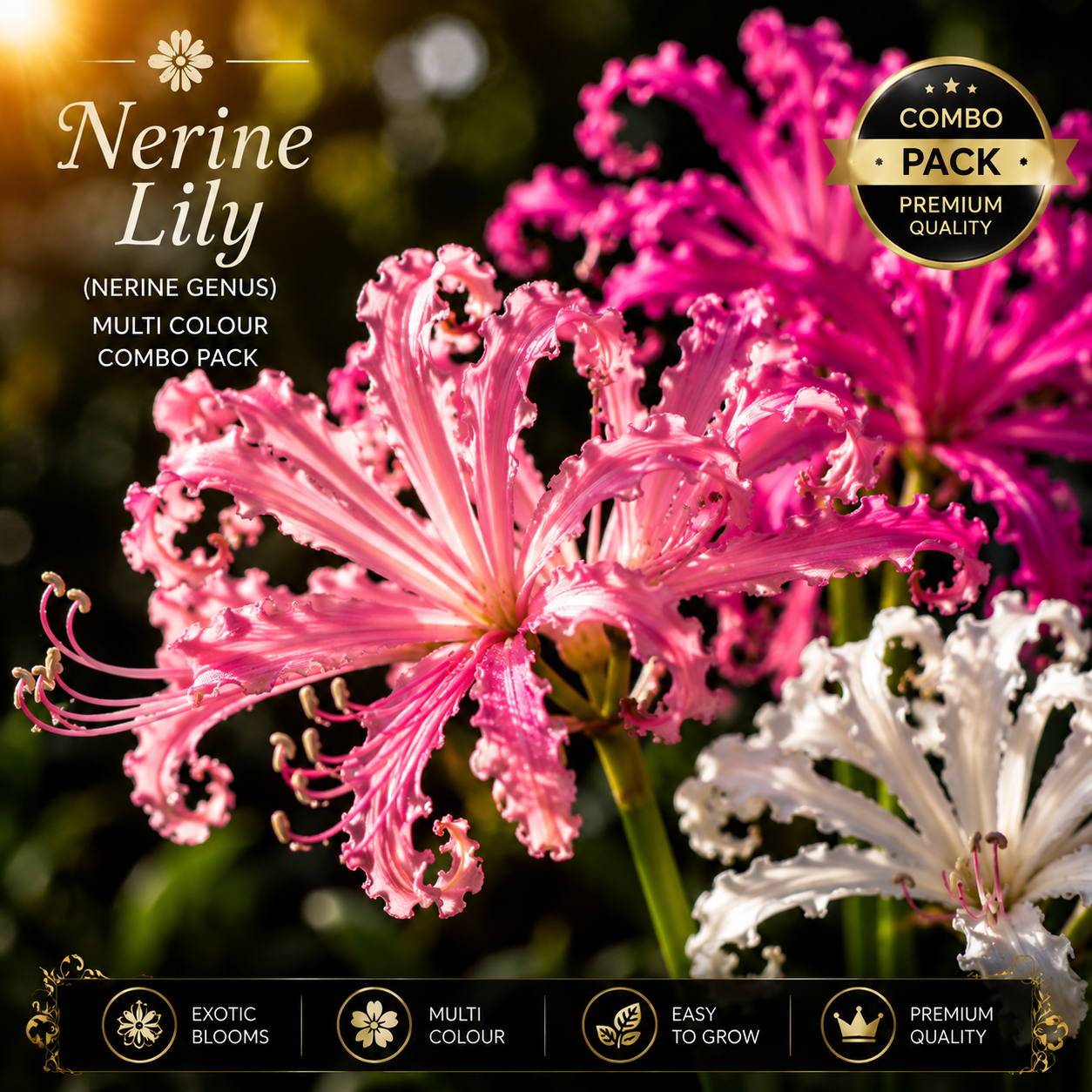 Premium Nerine Lily Multi Colour Bulbs Combo Pack | Rare Exotic Blooms | Easy to Grow