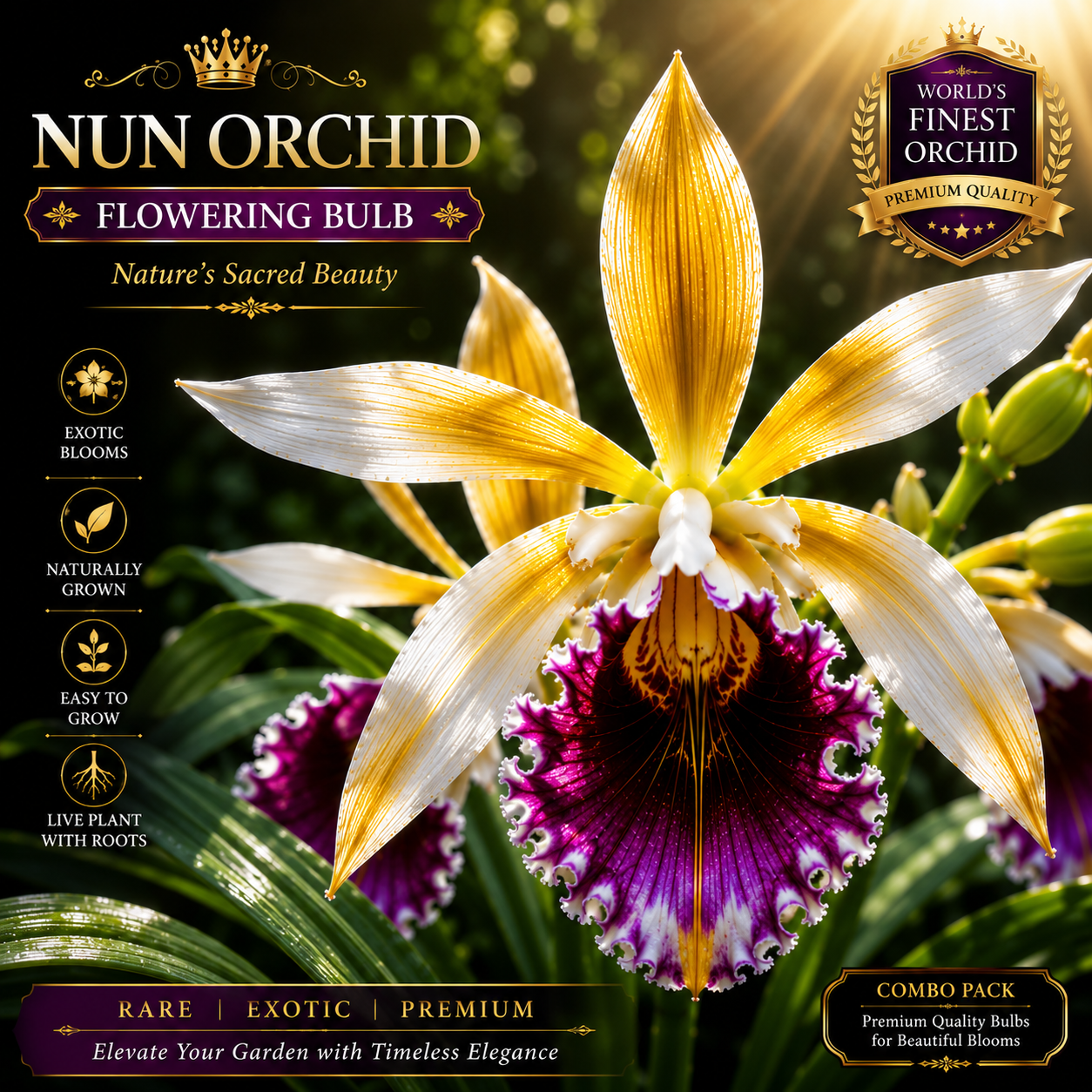 🌿 Nun Orchid – Nature's Sacred Beauty | Premium Exotic Flower Bulbs